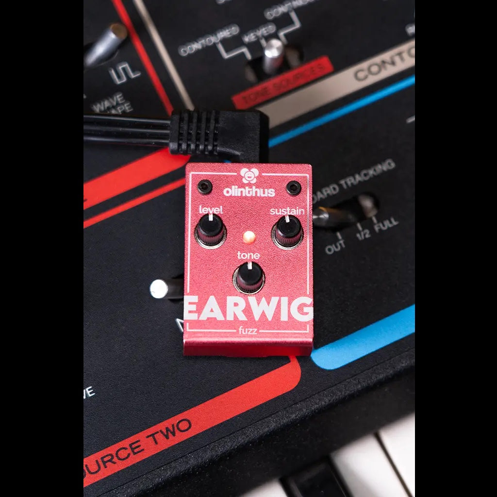 Olinthus – Earwig Miniature Fuzz