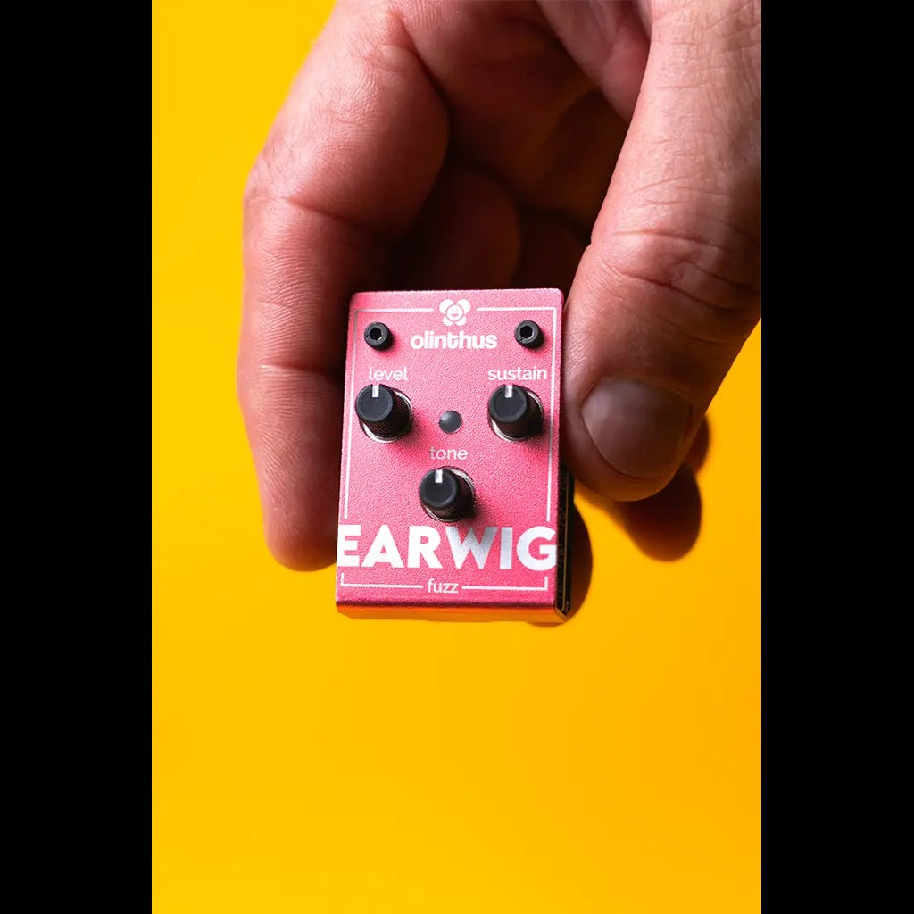 Olinthus – Earwig Miniature Fuzz